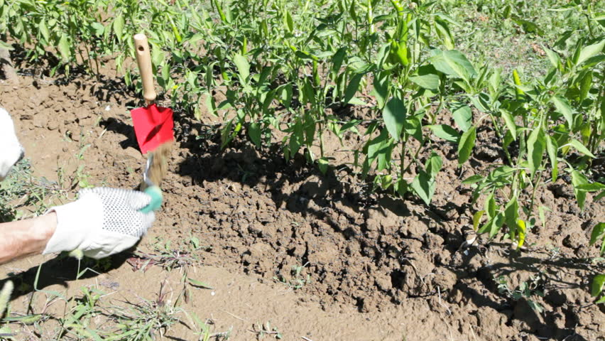 Leadership: Farmer vs. servant model