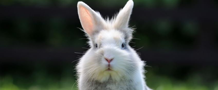 New ransomware “Bad Rabbit” hits Russia and Ukraine