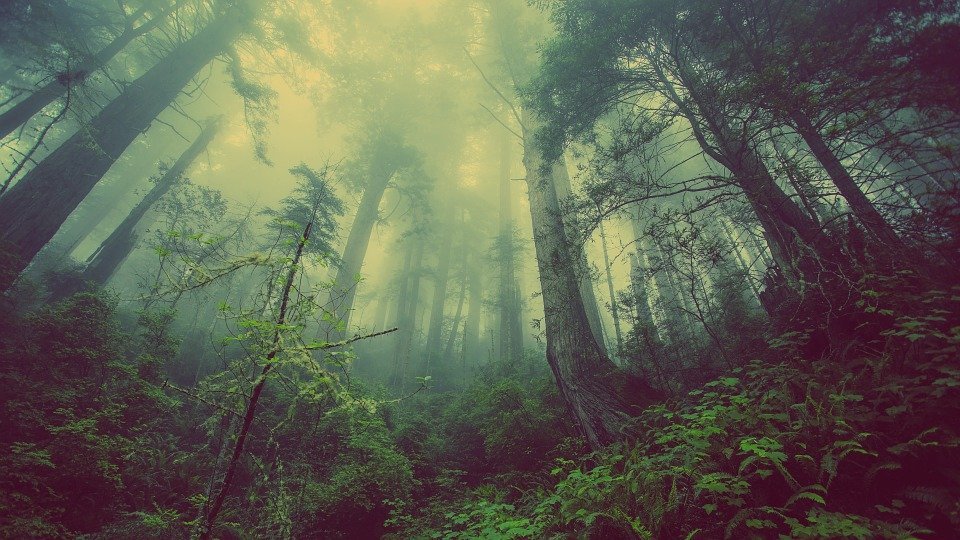 The jungle survival guide