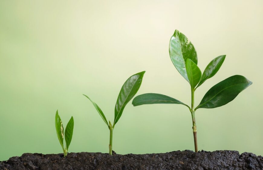 The man who planted trees; Why your board must act now