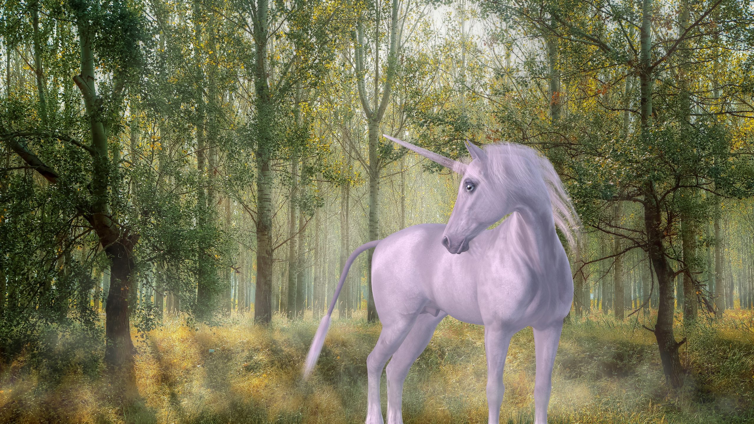 What is a Unicorn?