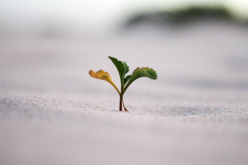 Why growth breaks organizations, and what disciplined leaders do differently